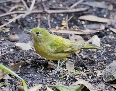 Painted Bunting (female)