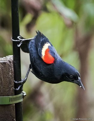 Red-winged Blackbird