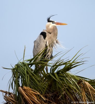 Great Blue Heron 