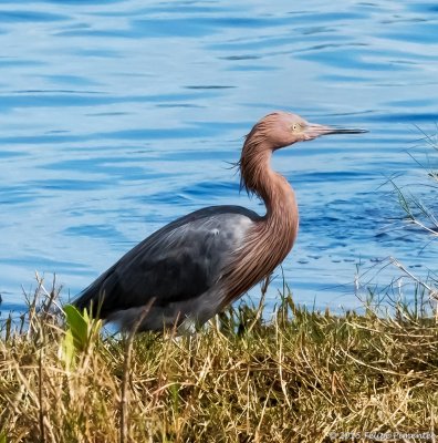 Reddish Egret