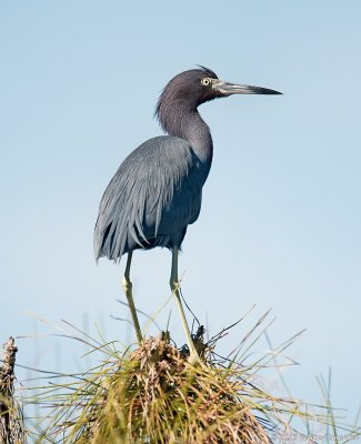 Little Blue Heron