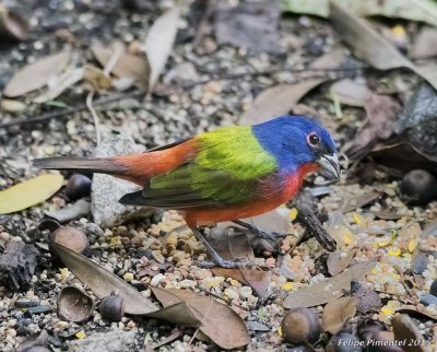 Painted Bunting (male)