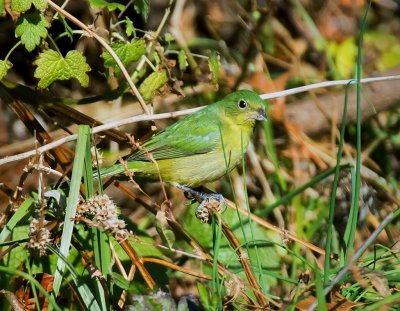 Painted Bunting (female)