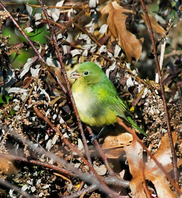 Painted Bunting (female)