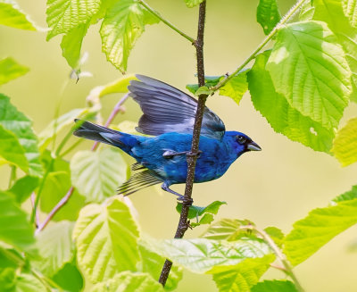 Indigo bounty