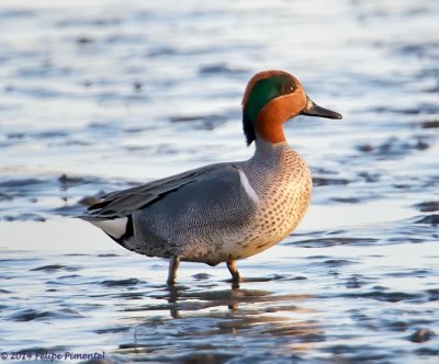 Green Teal Duck