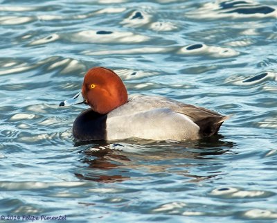 Redhead Duck