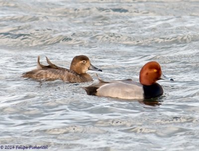 Redhead ducks (female & male)