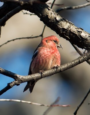 Red Crossbill