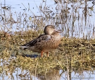 Florida Birds (winter 2015)