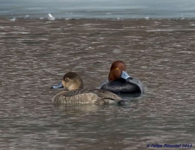 Redhead ducks (female & male)