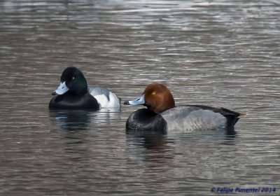 Redhead & Greater Scaup 