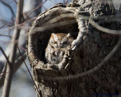 Screech owl