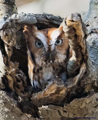 Screech owl