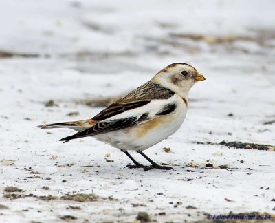 Snow Bunting