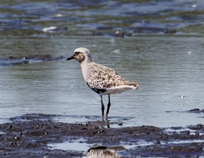 Black-bellied Plover