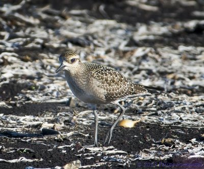 American Golden-Plover