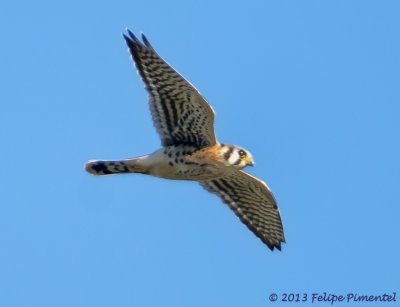 Kestrel Falcon