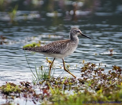 Lesser Yellowlegs