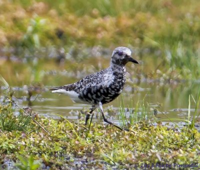 Black-bellied Plover