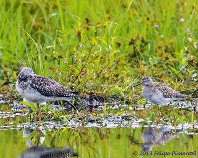 Both Greater and Lesser Yellowlegs