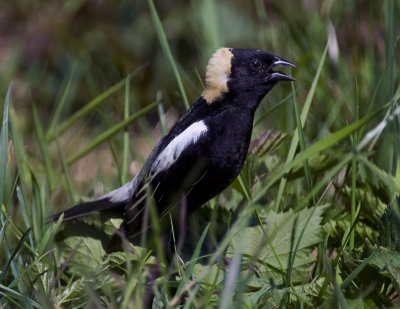 Bobolink (male)