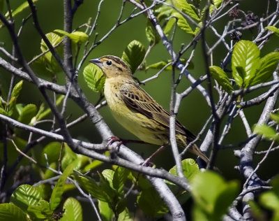 Bobolink (female)