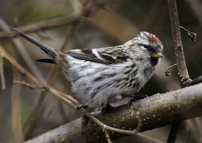 redpoll2.jpg