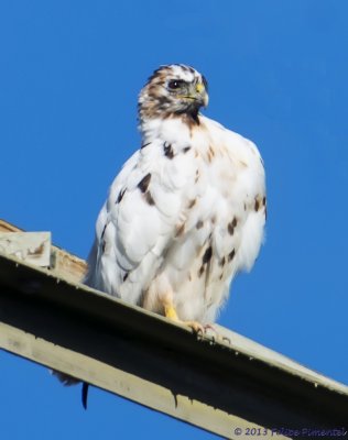 Red-Tailed Hawk (lucernic)