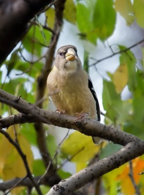 Evening Grosbeak