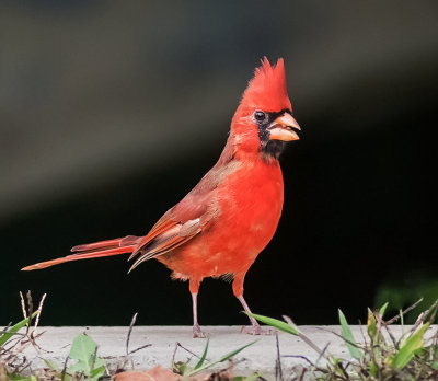 Cardinal