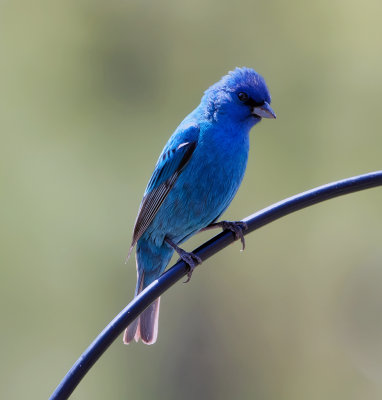 Indigo bounty