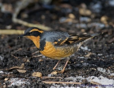 Thrushes