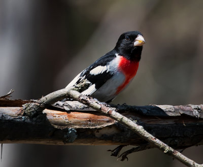 Rose-breasted Grosbeak