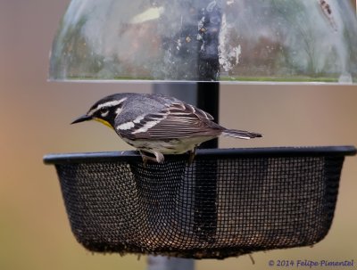 Yellow-throated Warblers