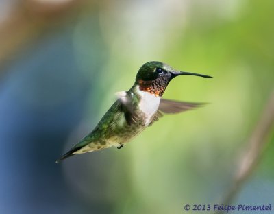 Ruby-throated hummingbird (male)