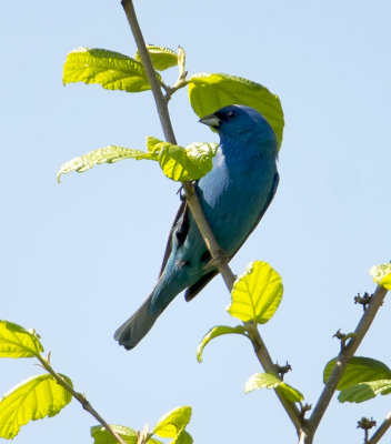 Indigo bounty