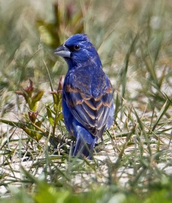 Blue Grosbeak (male)