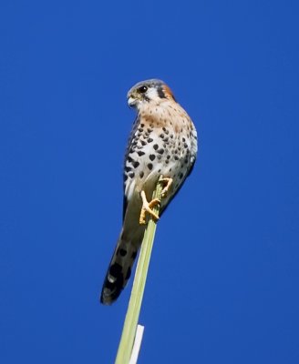 American Kestrel