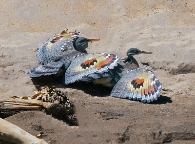 Sunbitterns (wings display)