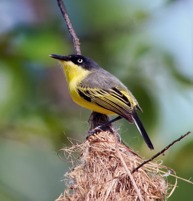 Common Tody-Flycatcher, Todirostrum cinereum