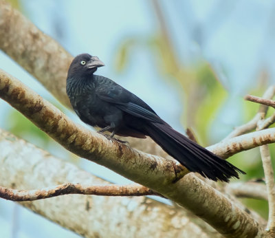 Seen in Parque Metropolitano, Panama City, Panama.