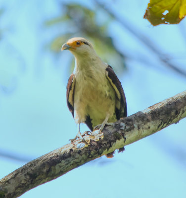 Yellow-headed caracara (juvenile)