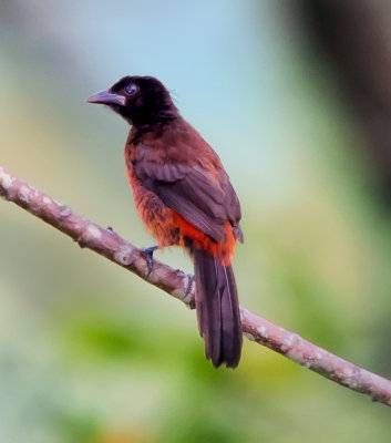 Crimson-backed Tanager (female)