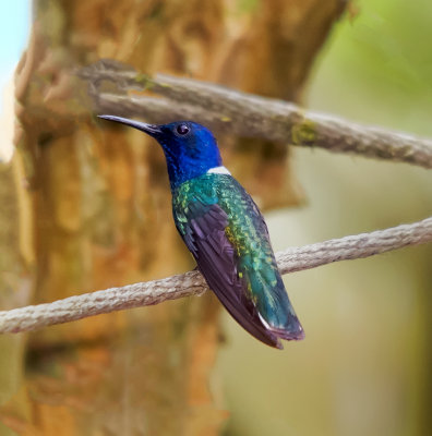 White Necked Jacobin