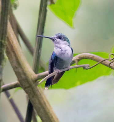 Violet-bellied Hummingbird