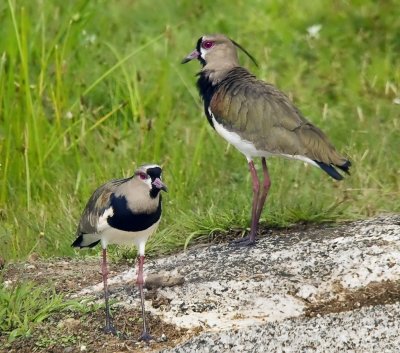 Southern Lapwings (Vanellus chilensis)