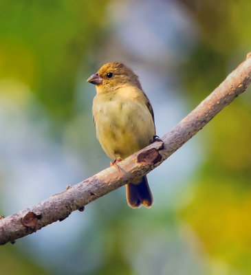 Grassland Yellow-finch 