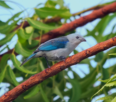 Blue-gray tanager (Thraupis episcopus)