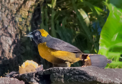 Dusky-faced tanager (Mitrospingus cassinii) 